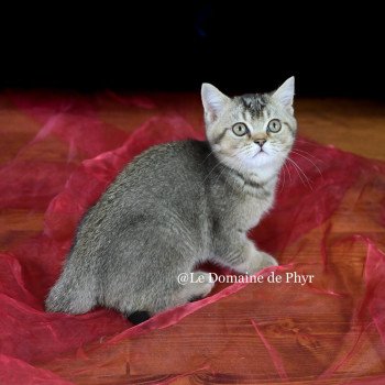 chaton British Shorthair black golden shaded Apollon Chatterie Le Domaine de Phyr