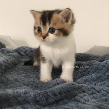 chaton British Shorthair black golden shaded bicolor Aquarel Chatterie Le Domaine de Phyr chaton British Shorthair black golden shaded bicolor Aquarel Chatterie Le Domaine de Phyr