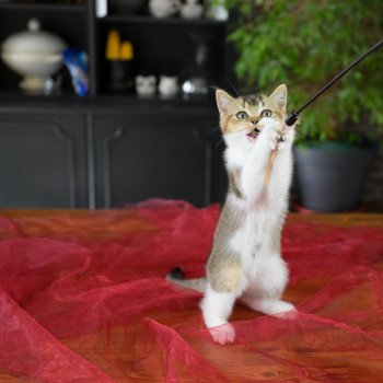 chaton British Shorthair black golden shaded bicolor Aquarel Chatterie Le Domaine de Phyr
