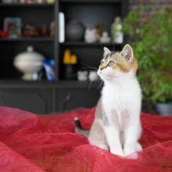 chaton British Shorthair black golden shaded bicolor Aquarel Chatterie Le Domaine de Phyr