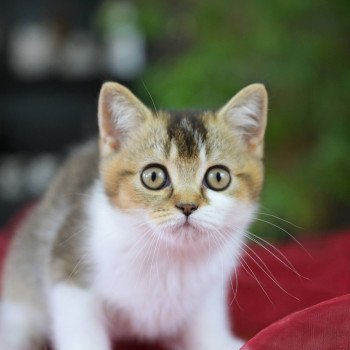 chaton British Shorthair black golden shaded bicolor Aquarel Chatterie Le Domaine de Phyr