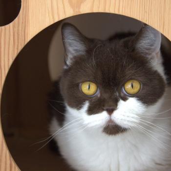 chat British Shorthair Aria Chatterie Le Domaine de Phyr
