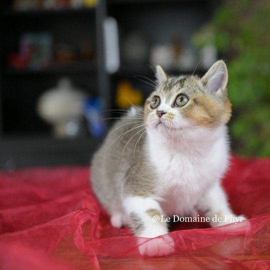Azalée Du Domaine de Phyr Femelle British Shorthair