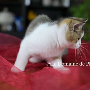 chaton British Shorthair black golden shaded bicolor Azalée Chatterie Le Domaine de Phyr