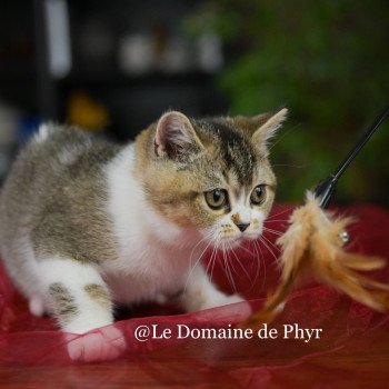 chaton British Shorthair black golden shaded bicolor Azalée Chatterie Le Domaine de Phyr