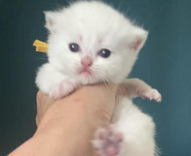 Balsamine Du Domaine de Phyr Femelle British Shorthair