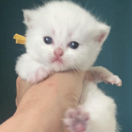 Balsamine Du Domaine de Phyr Femelle British Shorthair