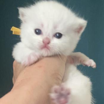 chaton British Shorthair golden point Balsamine Chatterie Le Domaine de Phyr