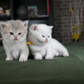 chaton British Shorthair blue golden point Balsamine Chatterie Le Domaine de Phyr