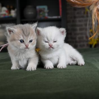 chaton British Shorthair blue golden point Balsamine Chatterie Le Domaine de Phyr