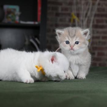 chaton British Shorthair blue golden point Balsamine Chatterie Le Domaine de Phyr