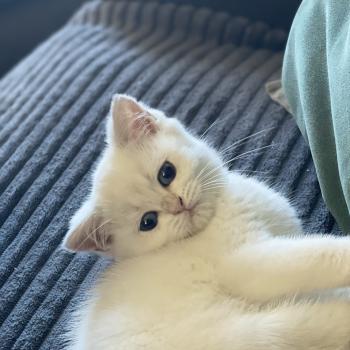 chaton British Shorthair blue golden point Balsamine Chatterie Le Domaine de Phyr