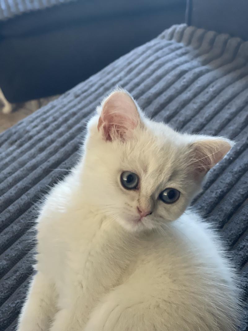 Balsamine Du Domaine de Phyr Femelle British Shorthair