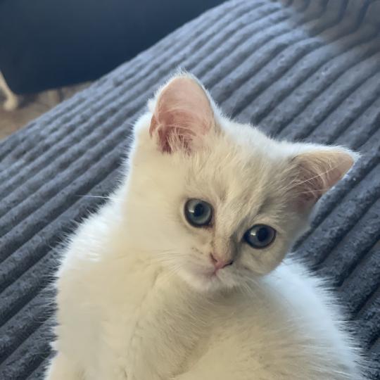 Balsamine Du Domaine de Phyr Femelle British Shorthair