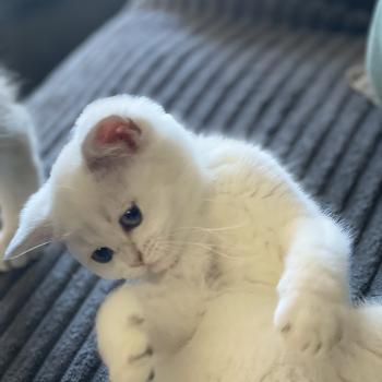 chaton British Shorthair blue golden point Balsamine Chatterie Le Domaine de Phyr