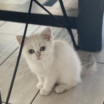 chaton British Shorthair blue golden point Balsamine Chatterie Le Domaine de Phyr