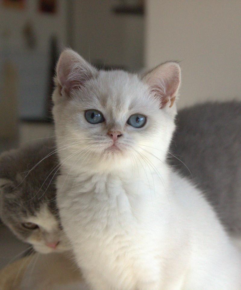 Balsamine Du Domaine de Phyr Femelle British Shorthair