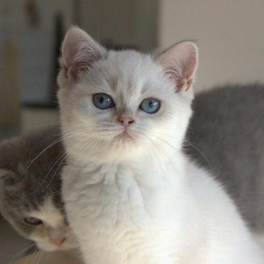 Balsamine Du Domaine de Phyr Femelle British Shorthair