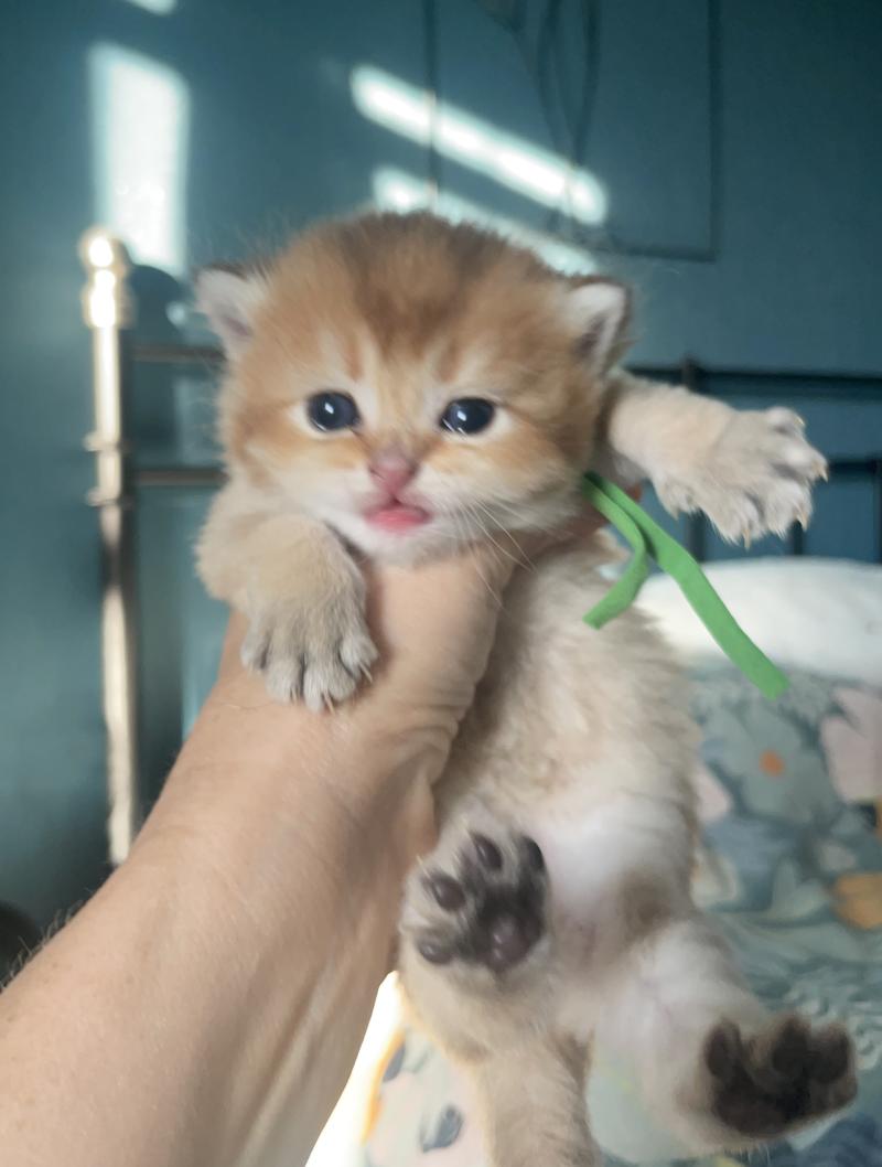 Banks Du Domaine de Phyr Mâle British Shorthair