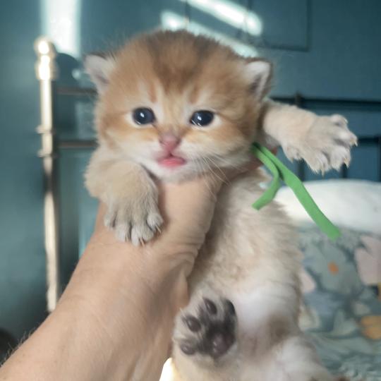 Banks Du Domaine de Phyr Mâle British Shorthair
