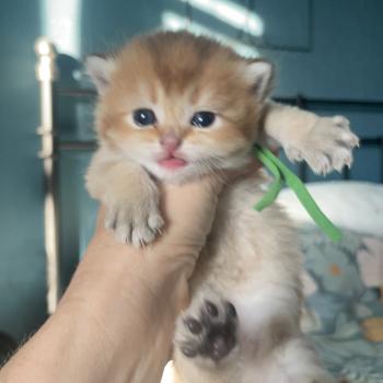 chaton British Shorthair black golden shaded Banks Chatterie Le Domaine de Phyr