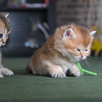chaton British Shorthair black golden shaded Banks Chatterie Le Domaine de Phyr
