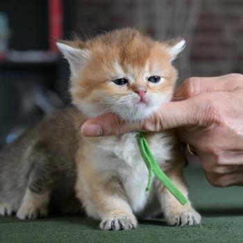 chaton British Shorthair black golden shaded Banks Chatterie Le Domaine de Phyr