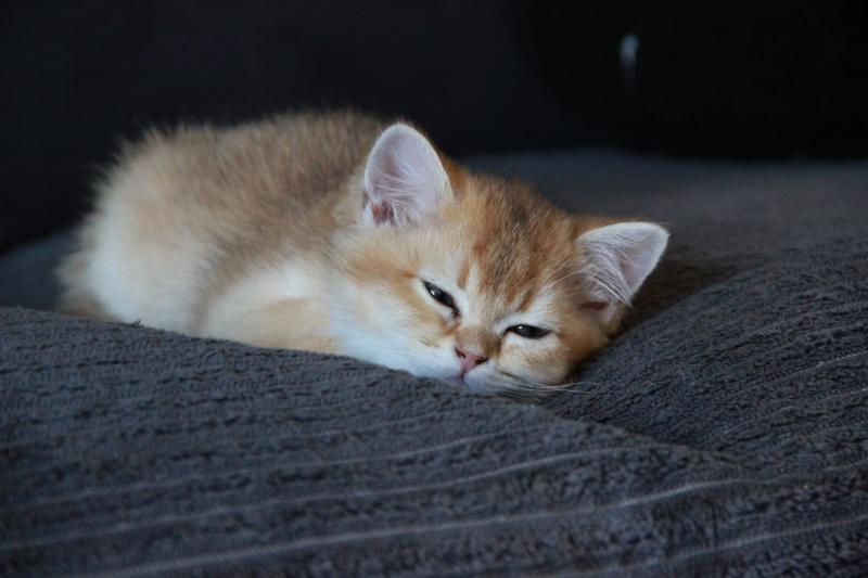 Bao Du Domaine de Phyr Mâle British Shorthair