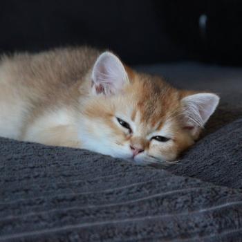 chaton British Shorthair black golden shaded Bao Chatterie Le Domaine de Phyr