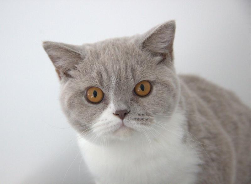 Baron Mâle British Shorthair