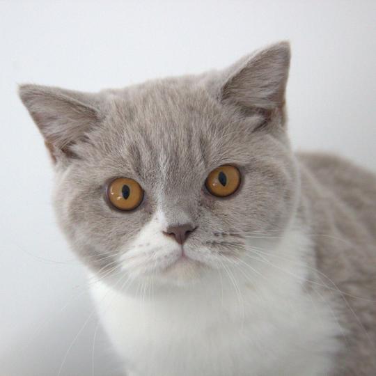 Baron Mâle British Shorthair