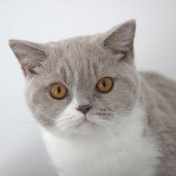 chat British Shorthair lilac bicolor Baron Chatterie Le Domaine de Phyr