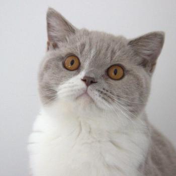 chat British Shorthair lilac bicolor Baron Chatterie Le Domaine de Phyr