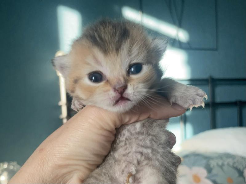 Baxter Du Domaine de Phyr Mâle British Shorthair