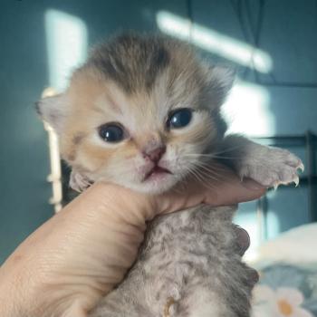 chaton British Shorthair black golden shaded Baxter Chatterie Le Domaine de Phyr