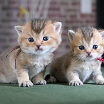 chaton British Shorthair black golden shaded Baxter Chatterie Le Domaine de Phyr