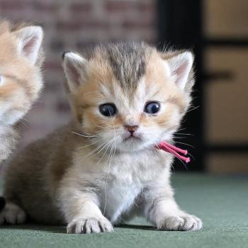 chaton British Shorthair black golden shaded Baxter Chatterie Le Domaine de Phyr