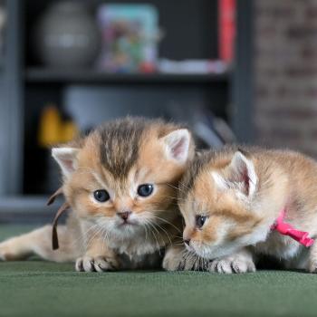 chaton British Shorthair black golden shaded Baxter Chatterie Le Domaine de Phyr
