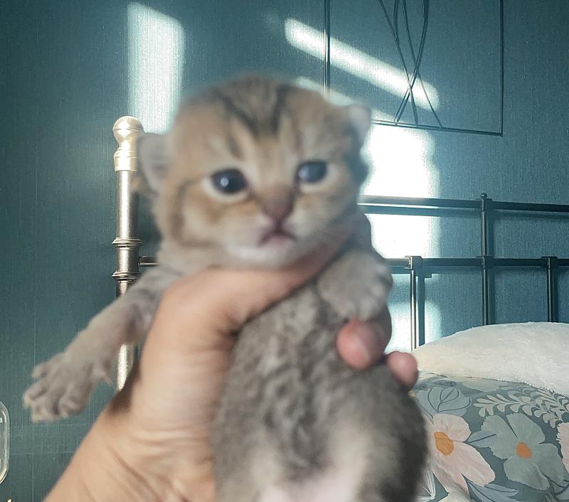 Béring Du Domaine de Phyr Mâle British Shorthair