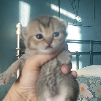 chaton British Shorthair black golden shaded Béring Chatterie Le Domaine de Phyr
