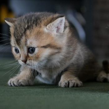 chaton British Shorthair black golden shaded Béring Chatterie Le Domaine de Phyr
