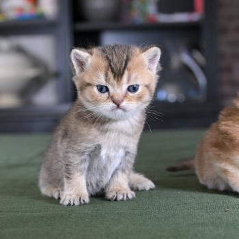 chaton British Shorthair black golden shaded Béring Chatterie Le Domaine de Phyr