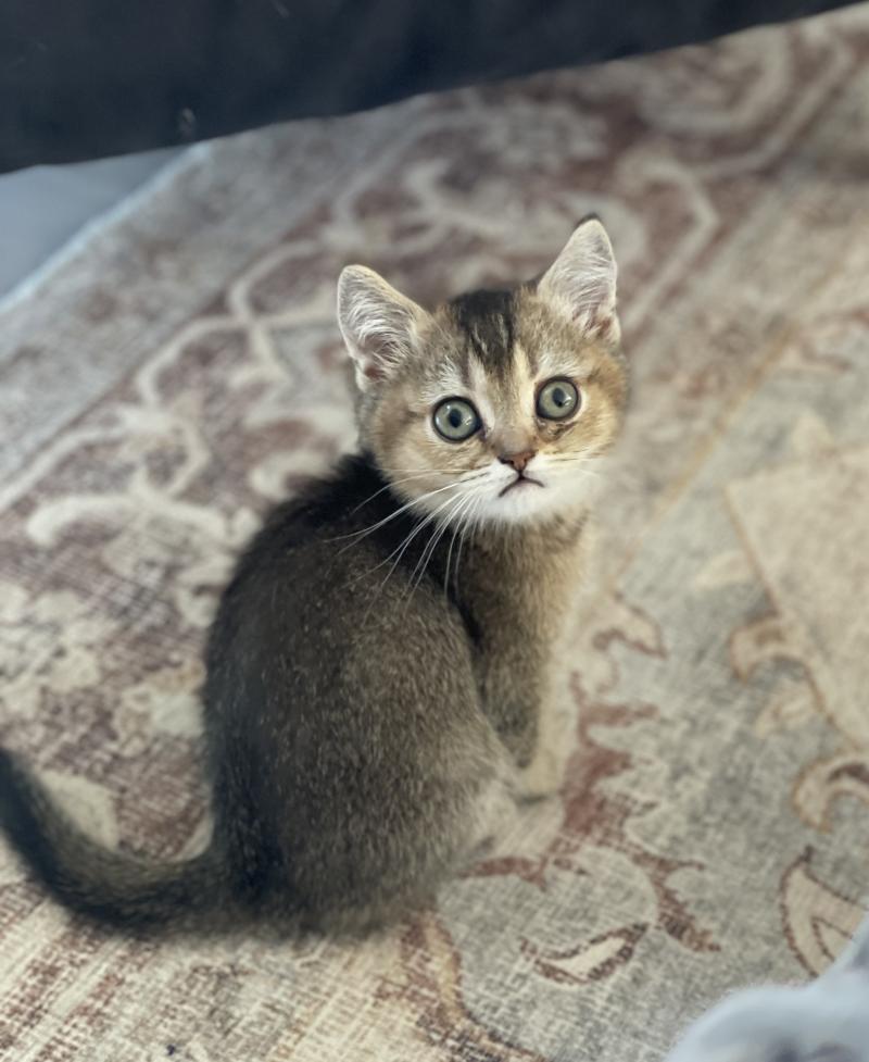 Béring Du Domaine de Phyr Mâle British Shorthair