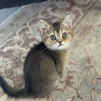 chaton British Shorthair black golden shaded Béring Chatterie Le Domaine de Phyr