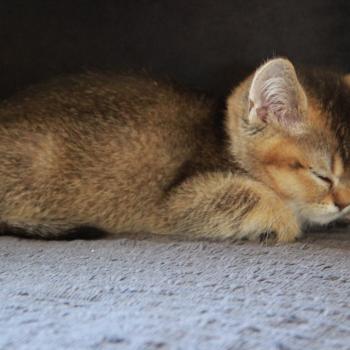 chaton British Shorthair black golden shaded Béring Chatterie Le Domaine de Phyr