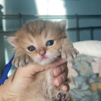 chaton British Shorthair black golden shaded Bilbo Chatterie Le Domaine de Phyr