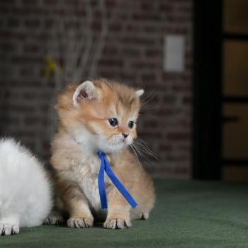 chaton British Shorthair black golden shaded Bilbo Chatterie Le Domaine de Phyr