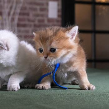 chaton British Shorthair black golden shaded Bilbo Chatterie Le Domaine de Phyr