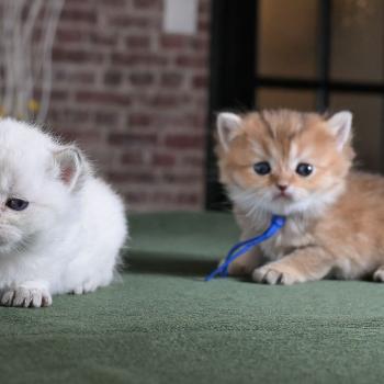 chaton British Shorthair black golden shaded Bilbo Chatterie Le Domaine de Phyr