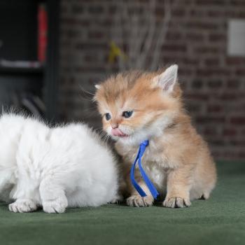 chaton British Shorthair black golden shaded Bilbo Chatterie Le Domaine de Phyr